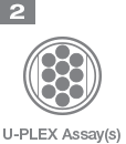 Step 2: U-PLEX Assays